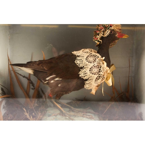 10 - An early 20th century taxidermists whimsical/anthropomorphic arrangement of a Moorhen (Gallinula) we... 