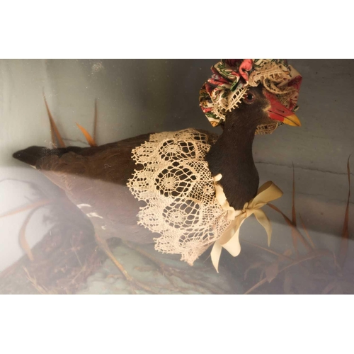 10 - An early 20th century taxidermists whimsical/anthropomorphic arrangement of a Moorhen (Gallinula) we... 