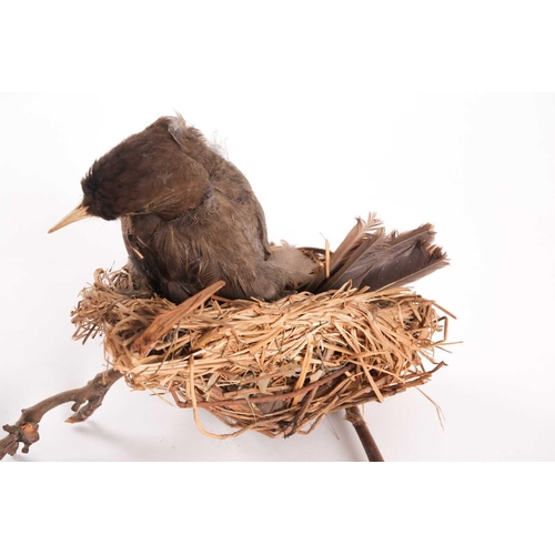 13 - Nancy Fouts (American, 1945-2019), an abstract taxidermy composition comprised of a stuffed female b... 