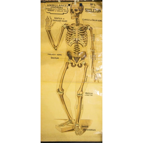 18 - An antique (probably early 20th century) anatomical teaching poster depicting the human skeleton, in... 