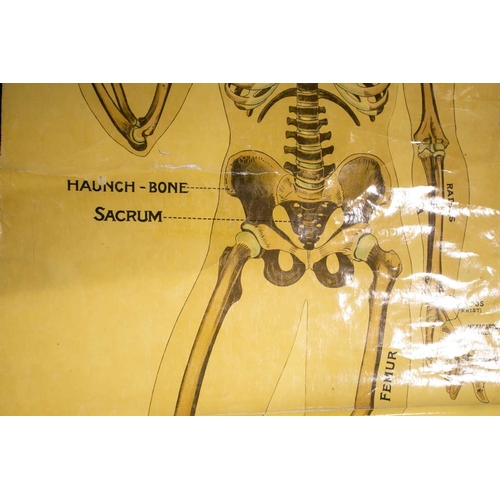 18 - An antique (probably early 20th century) anatomical teaching poster depicting the human skeleton, in... 