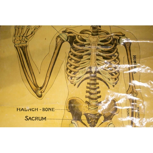 18 - An antique (probably early 20th century) anatomical teaching poster depicting the human skeleton, in... 