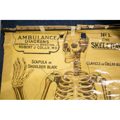 18 - An antique (probably early 20th century) anatomical teaching poster depicting the human skeleton, in... 