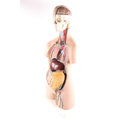 22 - A mid-20th century educational plastic head and torso used as a teaching aid for medical students, d... 