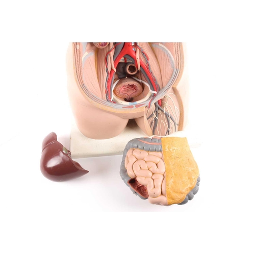 22 - A mid-20th century educational plastic head and torso used as a teaching aid for medical students, d... 