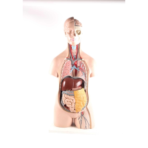 22 - A mid-20th century educational plastic head and torso used as a teaching aid for medical students, d... 