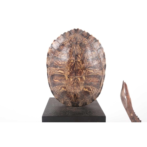 41 - A naturalists display of a vacant, polished tortoise shell on an ebonized square socle.28 cm high. T... 