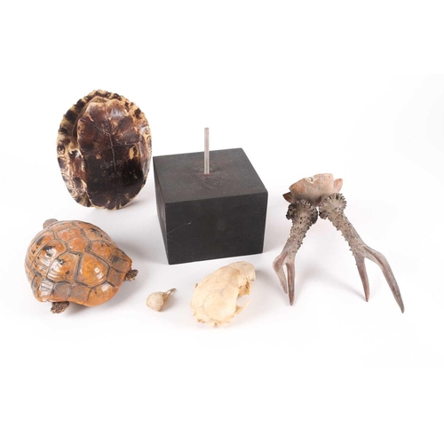 41 - A naturalists display of a vacant, polished tortoise shell on an ebonized square socle.28 cm high. T... 