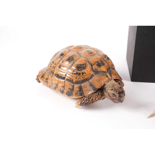 41 - A naturalists display of a vacant, polished tortoise shell on an ebonized square socle.28 cm high. T... 