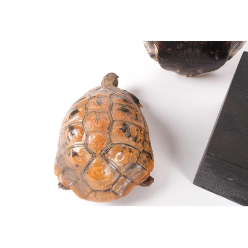 41 - A naturalists display of a vacant, polished tortoise shell on an ebonized square socle.28 cm high. T... 