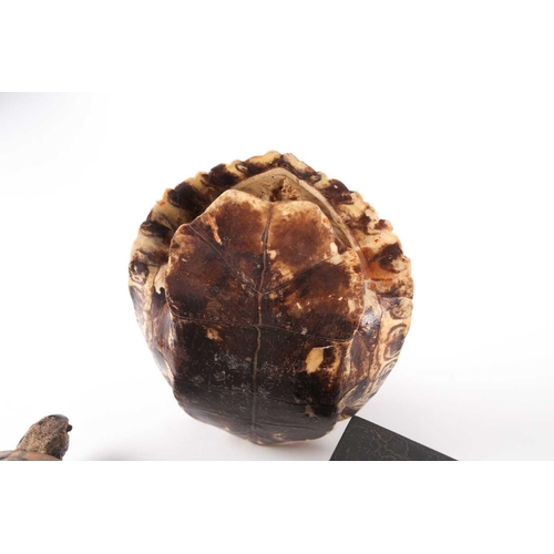 41 - A naturalists display of a vacant, polished tortoise shell on an ebonized square socle.28 cm high. T... 