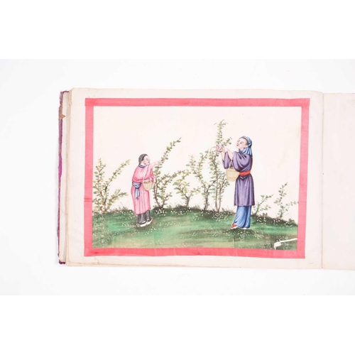 12 - An early 19th century Chinese export watercolour on pith paper album, the twelve stages of tea produ... 