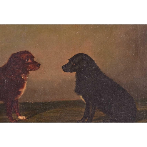 66 - Edwin Loder of Bath (1827 - 1885), two Broken coated Spaniels, initialed lower left, oil on canvas, ... 