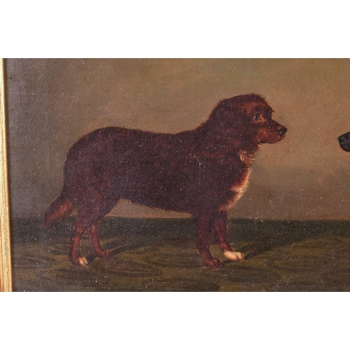 66 - Edwin Loder of Bath (1827 - 1885), two Broken coated Spaniels, initialed lower left, oil on canvas, ... 