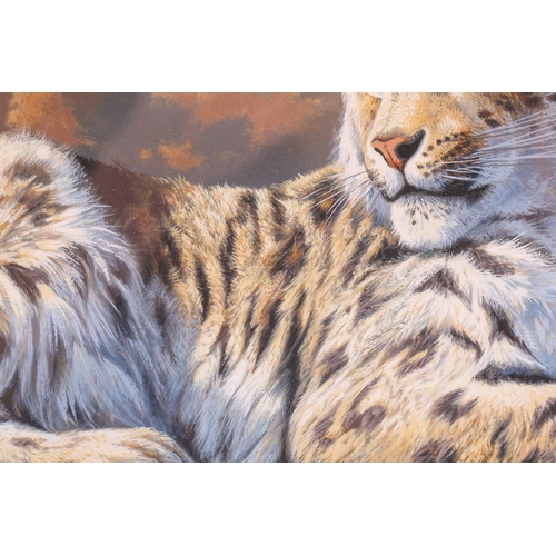 14 - † Adrian C Rigby (b. 1962) British, 'Snow Leopard', gouache on card, signed to lower right corner, 3... 