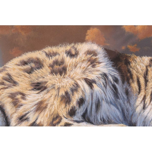 14 - † Adrian C Rigby (b. 1962) British, 'Snow Leopard', gouache on card, signed to lower right corner, 3... 