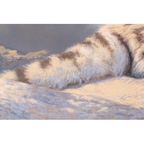 14 - † Adrian C Rigby (b. 1962) British, 'Snow Leopard', gouache on card, signed to lower right corner, 3... 