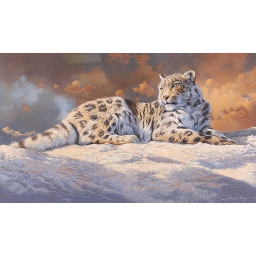 14 - † Adrian C Rigby (b. 1962) British, 'Snow Leopard', gouache on card, signed to lower right corner, 3... 