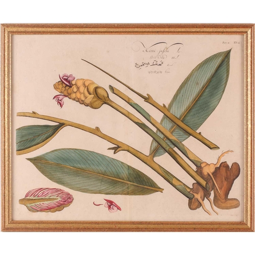 112 - A set of four 19th century botanical prints, the text in four Eastern languages including Arabic and... 