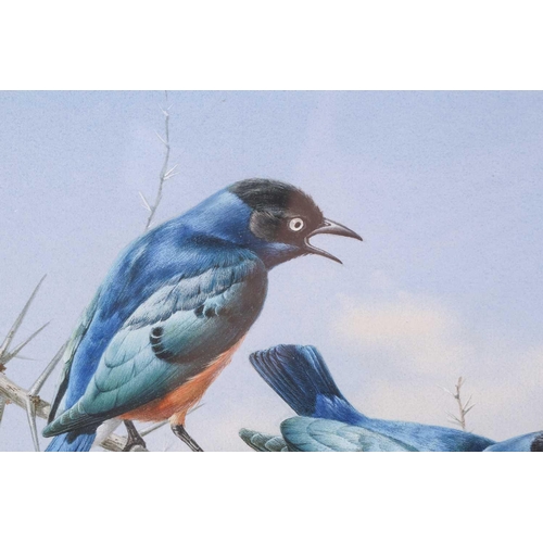 4 - † Rena Fennessy ( 20th century), a group of Superb Starlings on a thorny branch, signed, watercolour... 