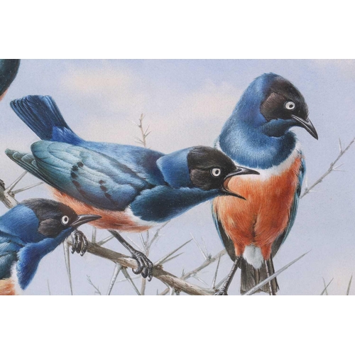 4 - † Rena Fennessy ( 20th century), a group of Superb Starlings on a thorny branch, signed, watercolour... 