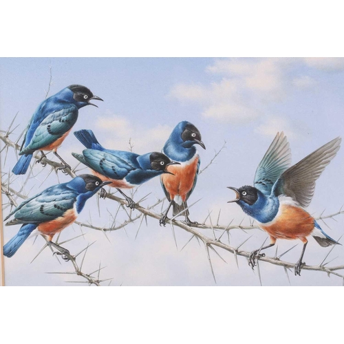 4 - † Rena Fennessy ( 20th century), a group of Superb Starlings on a thorny branch, signed, watercolour... 