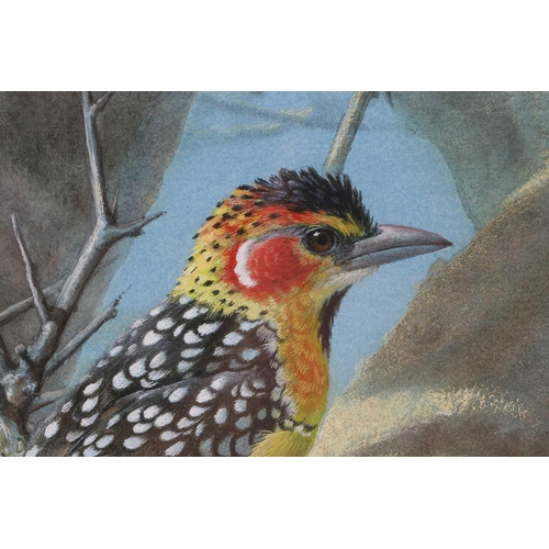 82 - † Rena Fennessy (20th century), Red & Yellow Barbets, signed, watercolour, 37.5 cm x 29 cm framed an... 