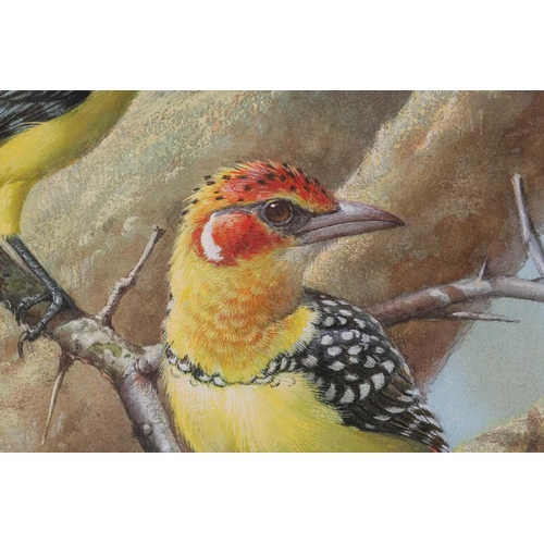 82 - † Rena Fennessy (20th century), Red & Yellow Barbets, signed, watercolour, 37.5 cm x 29 cm framed an... 