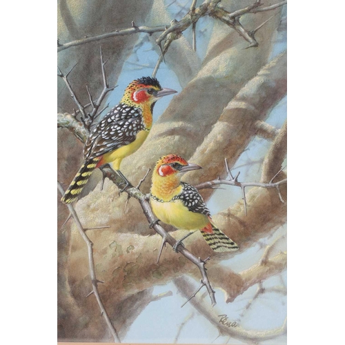 82 - † Rena Fennessy (20th century), Red & Yellow Barbets, signed, watercolour, 37.5 cm x 29 cm framed an... 