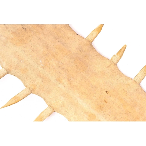 177 - A large antique Sawfish ((Pristis pristis) rostrum 125 cm long x 39 cm wide. CITES Certificate numbe... 