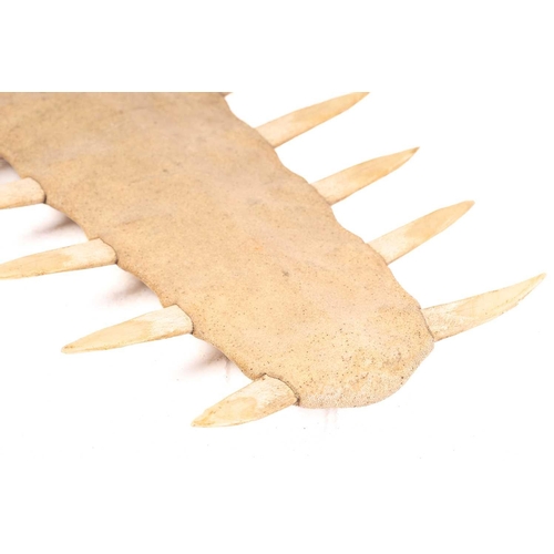 177 - A large antique Sawfish ((Pristis pristis) rostrum 125 cm long x 39 cm wide. CITES Certificate numbe... 