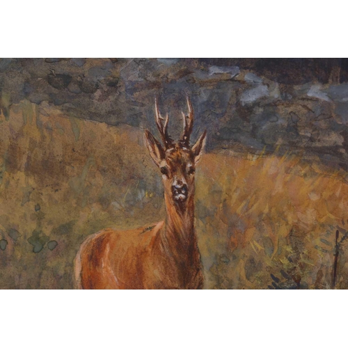 9 - T.Wall? (20th century), study of a young deer in woodland, watercolour indistinctly signed.