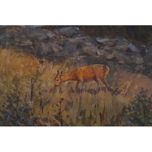 9 - T.Wall? (20th century), study of a young deer in woodland, watercolour indistinctly signed.