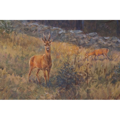 9 - T.Wall? (20th century), study of a young deer in woodland, watercolour indistinctly signed.