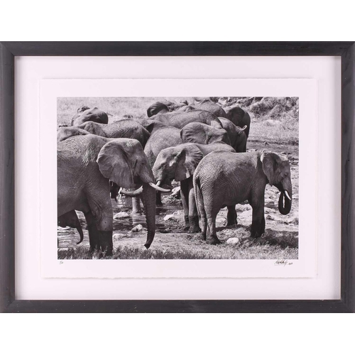 115 - † Clara Martinez Thedy (contemporary), 'The Encounter (Serengeti National Park, Tanzania)', German E... 