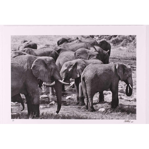 115 - † Clara Martinez Thedy (contemporary), 'The Encounter (Serengeti National Park, Tanzania)', German E... 