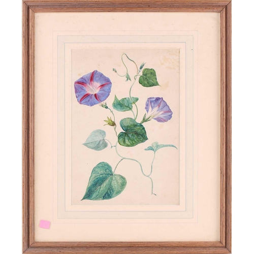 173 - Emily Stannard (1802 - 1885), 'Flower Studies - Rose, Convolvulus & Geranium', 'Bellea Donna Lily', ... 