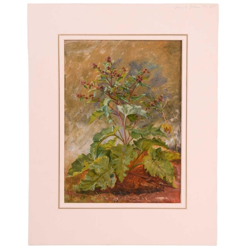 109 - James Barclay Grahame (1884-1882), 'Giant Thistles', oil on paper, 34.5 cm x 24.5 cm, together with ... 