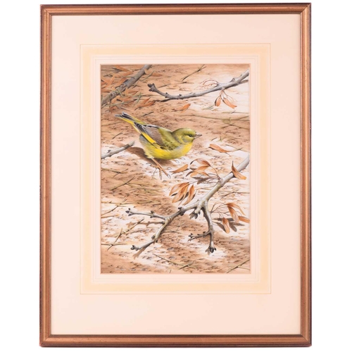 12 - † Terance James Bond (b.1946) British, 'Greenfinch', acrylic, signed to lower left corner, 34.5 cm x... 