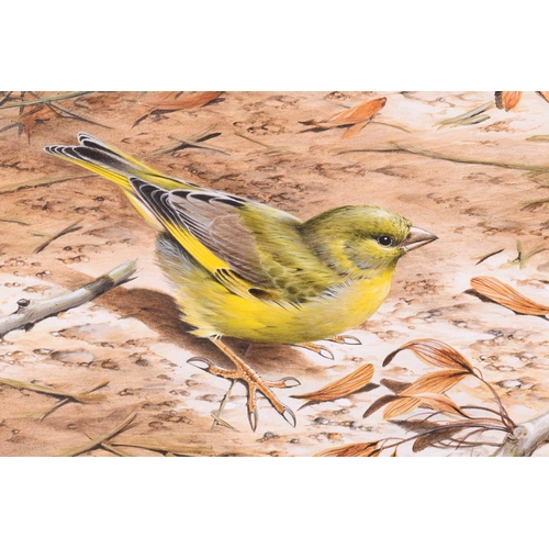 12 - † Terance James Bond (b.1946) British, 'Greenfinch', acrylic, signed to lower left corner, 34.5 cm x... 