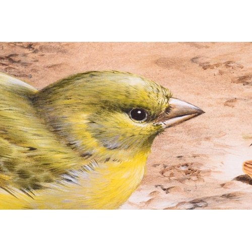 12 - † Terance James Bond (b.1946) British, 'Greenfinch', acrylic, signed to lower left corner, 34.5 cm x... 