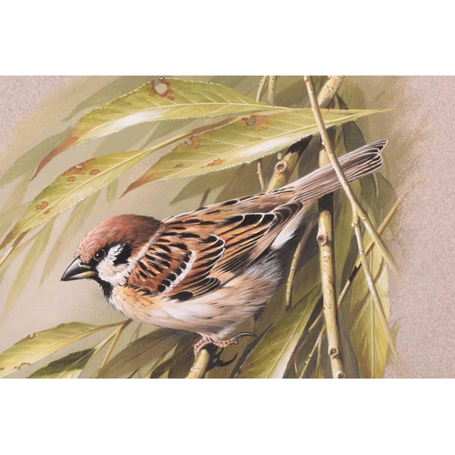 15 - † Terance James Bond (b.1946) British, 'Tree Sparrow', acrylic on card, a study of the bird amongst ... 