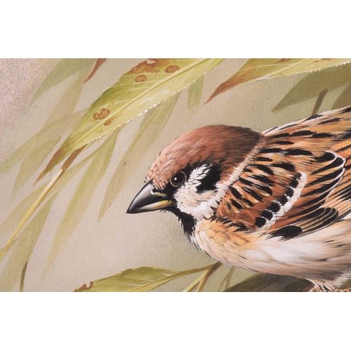 15 - † Terance James Bond (b.1946) British, 'Tree Sparrow', acrylic on card, a study of the bird amongst ... 