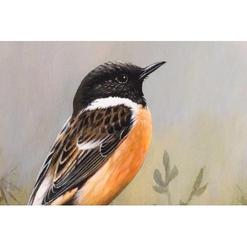 16 - † Terance James Bond (b.1946) British, 'European Stonechat', the bird perched on a stump before yell... 