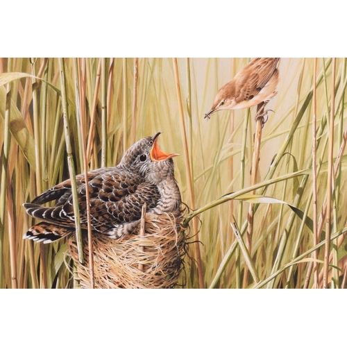 2 - † Terance James Bond (b.1946) British, 'Reed Warbler & Cuckoo', acrylic, signed to lower left corner... 