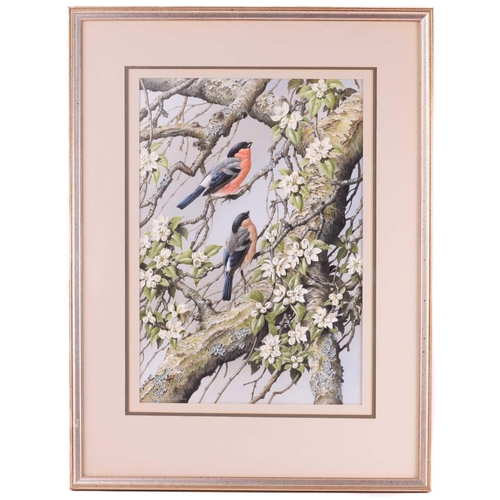 23 - † Terance James Bond (b.1946) British, 'Pair of Bullfinches', the birds in a tree with flowering blo... 