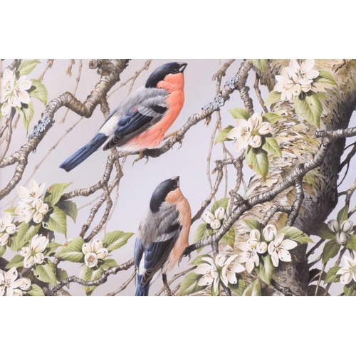 23 - † Terance James Bond (b.1946) British, 'Pair of Bullfinches', the birds in a tree with flowering blo... 