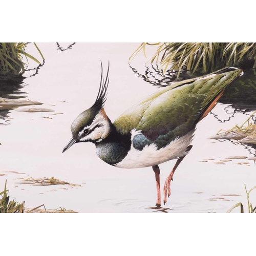 29 - † Terance James Bond (b.1946) British, 'Lapwing (Green Plover)', acrylic, the bird in shallow water,... 