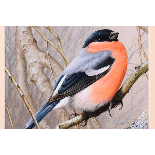 31 - † Terance James Bond (b.1946) British, 'Bullfinch', the bird perched on a tree branch, gouache, sign... 