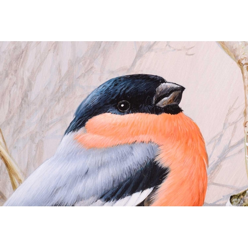 31 - † Terance James Bond (b.1946) British, 'Bullfinch', the bird perched on a tree branch, gouache, sign... 